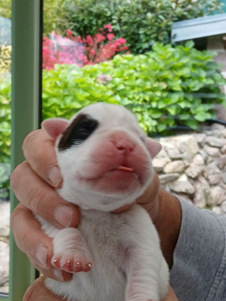 Des Gueules D'Amour De L'Avison - Chiot disponible  - Boxer