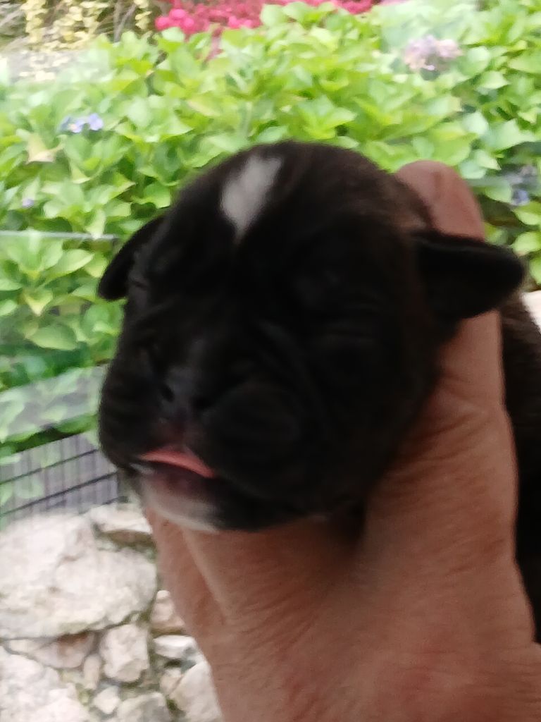 Des Gueules D'Amour De L'Avison - Chiot disponible  - Boxer