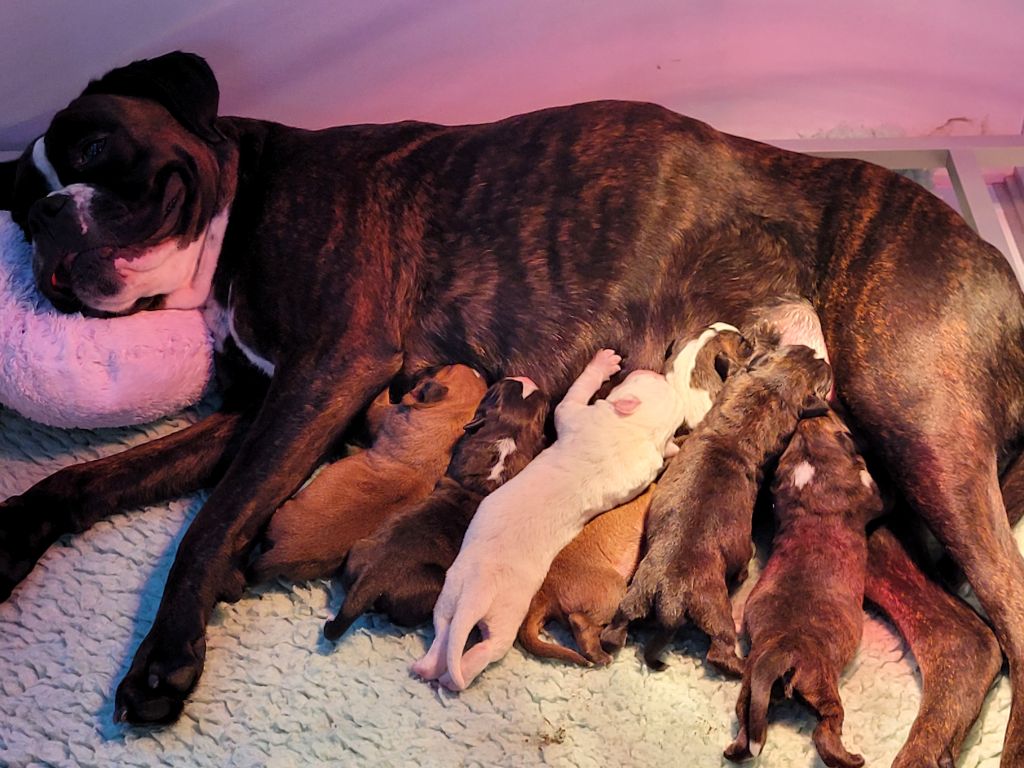 chiot Boxer Des Gueules D'Amour De L'Avison