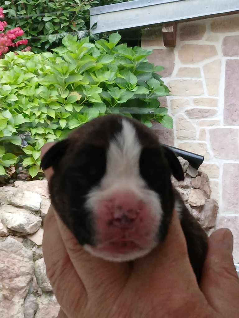 Des Gueules D'Amour De L'Avison - Chiot disponible  - Boxer